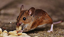 24 Hour & Emergency Exterminators in Engineering Support Center, VA